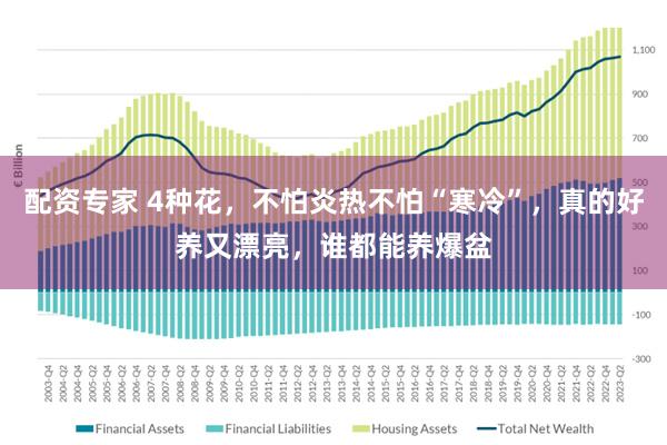 配资专家 4种花，不怕炎热不怕“寒冷”，真的好养又漂亮，谁都能养爆盆